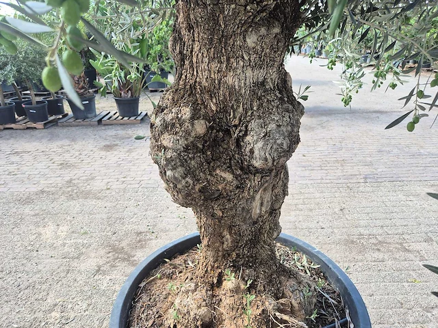Olijfboom bonsai - olea europaea - 75 jaar oud - hoogte ca. 230 cm - afbeelding 8 van  9