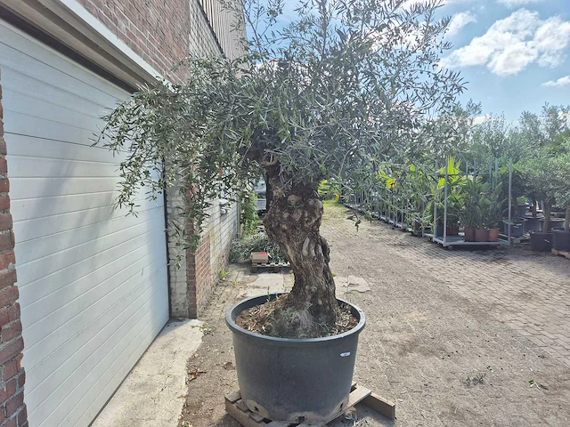 Olijfboom bonsai - olea europaea - 75 jaar oud - hoogte ca. 230 cm - afbeelding 9 van  9