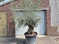 Olijfboom bonsai - olea europaea - 75 jaar oud - hoogte ca. 230 cm - afbeelding 1 van  6