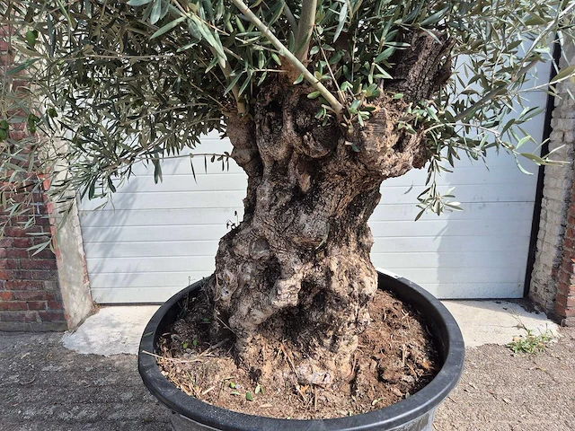 Olijfboom bonsai - olea europaea - 75 jaar oud - hoogte ca. 230 cm - afbeelding 2 van  6