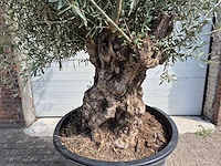 Olijfboom bonsai - olea europaea - 75 jaar oud - hoogte ca. 230 cm - afbeelding 2 van  6