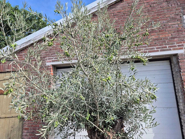 Olijfboom bonsai - olea europaea - 75 jaar oud - hoogte ca. 230 cm - afbeelding 3 van  6