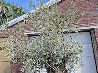 Olijfboom bonsai - olea europaea - 75 jaar oud - hoogte ca. 230 cm - afbeelding 3 van  6