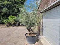 Olijfboom bonsai - olea europaea - 75 jaar oud - hoogte ca. 230 cm - afbeelding 4 van  6