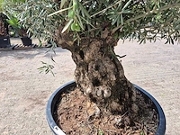 Olijfboom bonsai - olea europaea - 75 jaar oud - hoogte ca. 230 cm - afbeelding 5 van  6