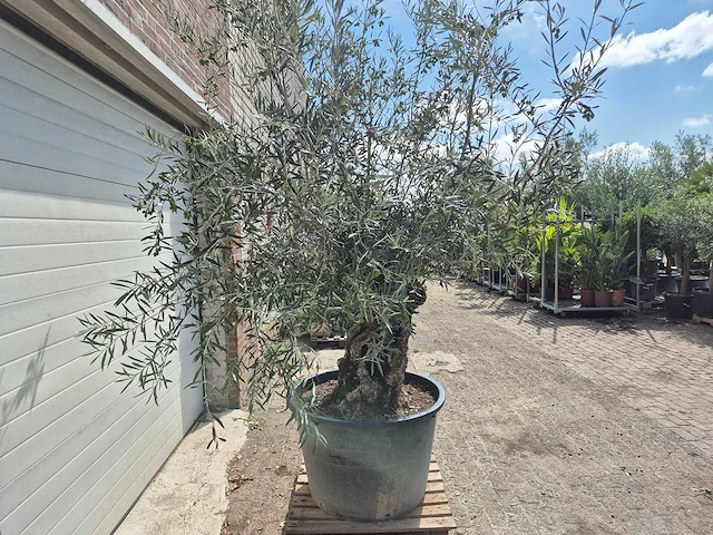 Olijfboom bonsai - olea europaea - 75 jaar oud - hoogte ca. 230 cm - afbeelding 6 van  6