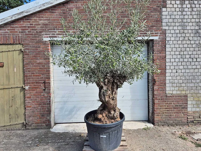 Olijfboom bonsai - olea europaea - 75 jaar oud - hoogte ca. 230 cm - afbeelding 1 van  7