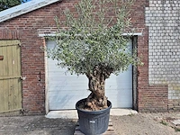 Olijfboom bonsai - olea europaea - 75 jaar oud - hoogte ca. 230 cm - afbeelding 1 van  7