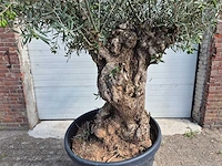 Olijfboom bonsai - olea europaea - 75 jaar oud - hoogte ca. 230 cm - afbeelding 2 van  7