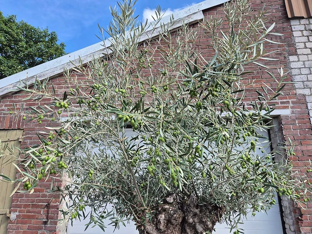 Olijfboom bonsai - olea europaea - 75 jaar oud - hoogte ca. 230 cm - afbeelding 3 van  7