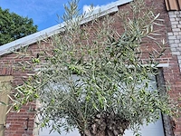 Olijfboom bonsai - olea europaea - 75 jaar oud - hoogte ca. 230 cm - afbeelding 3 van  7
