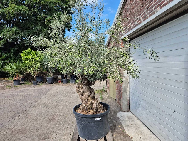 Olijfboom bonsai - olea europaea - 75 jaar oud - hoogte ca. 230 cm - afbeelding 4 van  7