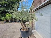 Olijfboom bonsai - olea europaea - 75 jaar oud - hoogte ca. 230 cm - afbeelding 4 van  7