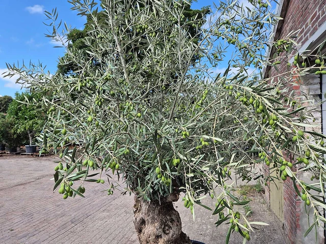 Olijfboom bonsai - olea europaea - 75 jaar oud - hoogte ca. 230 cm - afbeelding 5 van  7