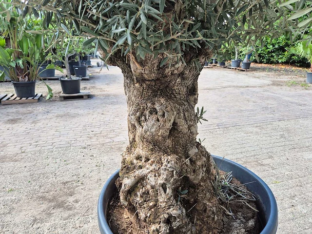 Olijfboom bonsai - olea europaea - 75 jaar oud - hoogte ca. 230 cm - afbeelding 6 van  7