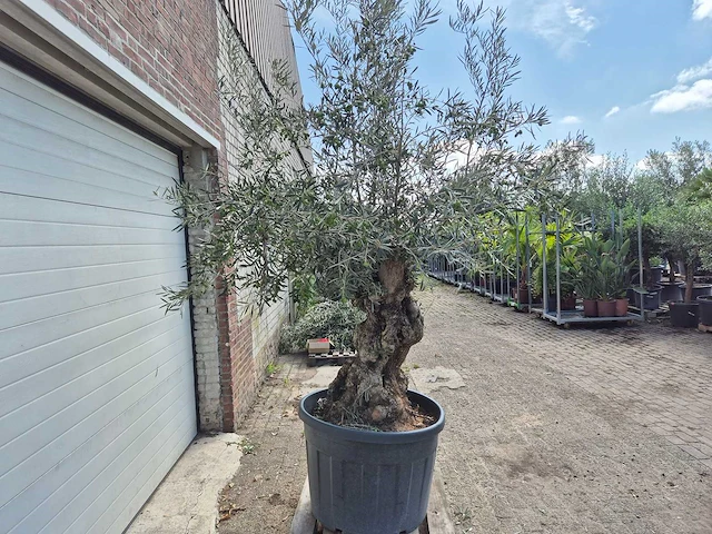 Olijfboom bonsai - olea europaea - 75 jaar oud - hoogte ca. 230 cm - afbeelding 7 van  7
