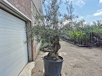 Olijfboom bonsai - olea europaea - 75 jaar oud - hoogte ca. 230 cm - afbeelding 7 van  7