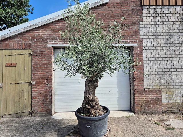 Olijfboom bonsai - olea europaea - 75 jaar oud - hoogte ca. 230 cm - afbeelding 1 van  5