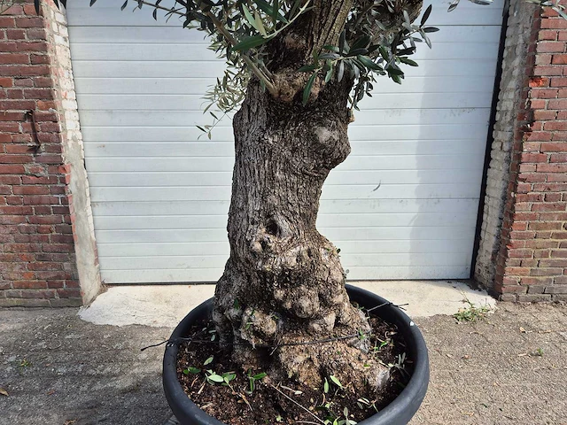 Olijfboom bonsai - olea europaea - 75 jaar oud - hoogte ca. 230 cm - afbeelding 2 van  5