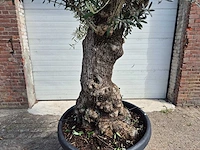 Olijfboom bonsai - olea europaea - 75 jaar oud - hoogte ca. 230 cm - afbeelding 2 van  5