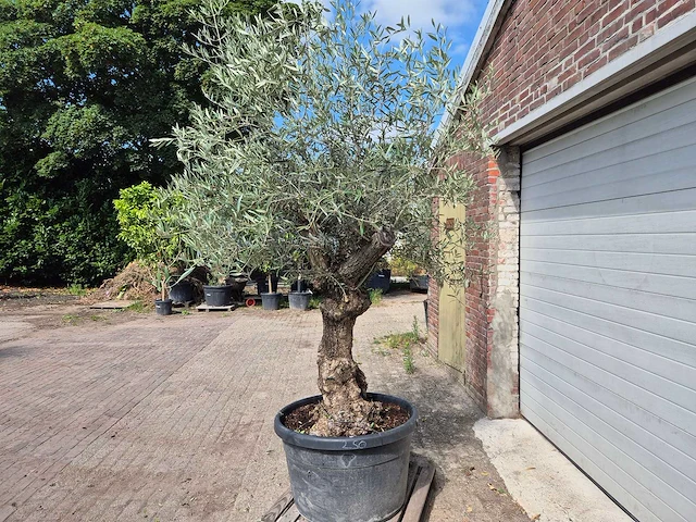 Olijfboom bonsai - olea europaea - 75 jaar oud - hoogte ca. 230 cm - afbeelding 3 van  5