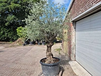 Olijfboom bonsai - olea europaea - 75 jaar oud - hoogte ca. 230 cm - afbeelding 3 van  5