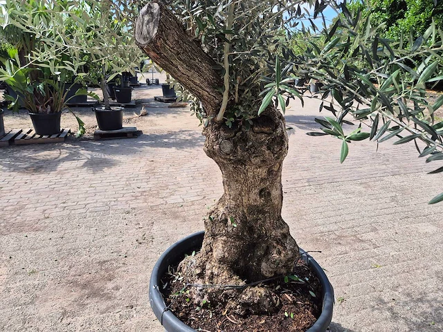 Olijfboom bonsai - olea europaea - 75 jaar oud - hoogte ca. 230 cm - afbeelding 4 van  5