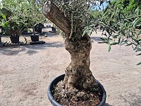 Olijfboom bonsai - olea europaea - 75 jaar oud - hoogte ca. 230 cm - afbeelding 4 van  5