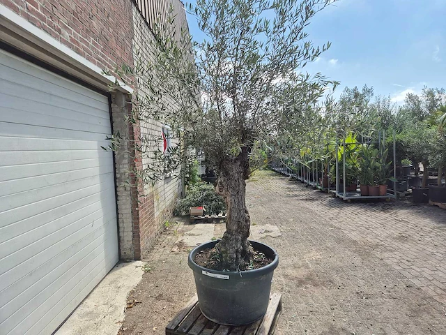 Olijfboom bonsai - olea europaea - 75 jaar oud - hoogte ca. 230 cm - afbeelding 5 van  5