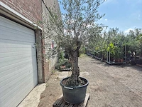 Olijfboom bonsai - olea europaea - 75 jaar oud - hoogte ca. 230 cm - afbeelding 5 van  5