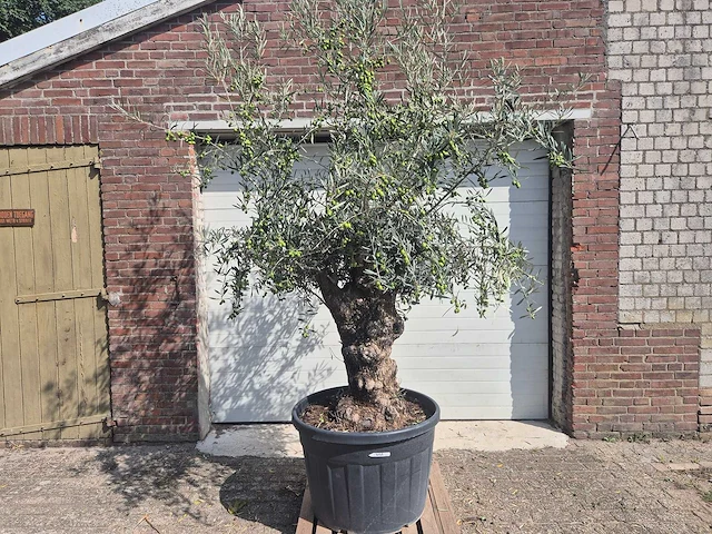 Olijfboom bonsai - olea europaea - 75 jaar oud - hoogte ca. 230 cm - afbeelding 1 van  5