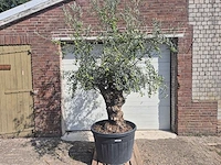 Olijfboom bonsai - olea europaea - 75 jaar oud - hoogte ca. 230 cm - afbeelding 1 van  5