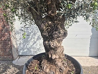 Olijfboom bonsai - olea europaea - 75 jaar oud - hoogte ca. 230 cm - afbeelding 2 van  5