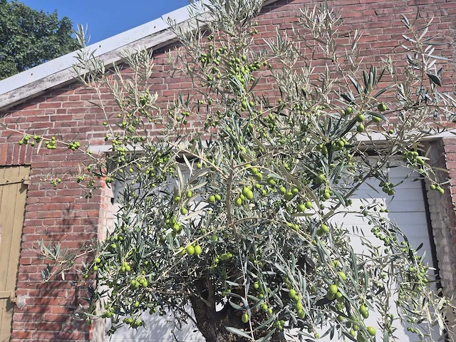 Olijfboom bonsai - olea europaea - 75 jaar oud - hoogte ca. 230 cm - afbeelding 3 van  5