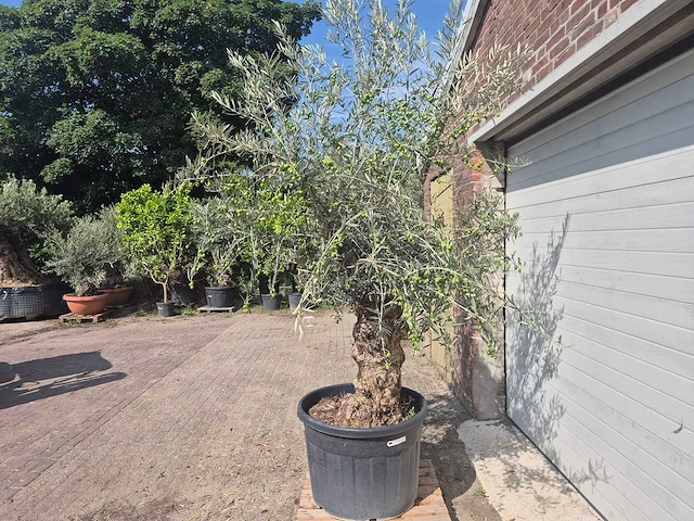 Olijfboom bonsai - olea europaea - 75 jaar oud - hoogte ca. 230 cm - afbeelding 4 van  5