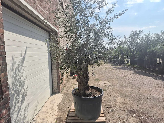 Olijfboom bonsai - olea europaea - 75 jaar oud - hoogte ca. 230 cm - afbeelding 5 van  5