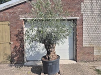 Olijfboom bonsai - olea europaea - 75 jaar oud - hoogte ca. 230 cm - afbeelding 1 van  6
