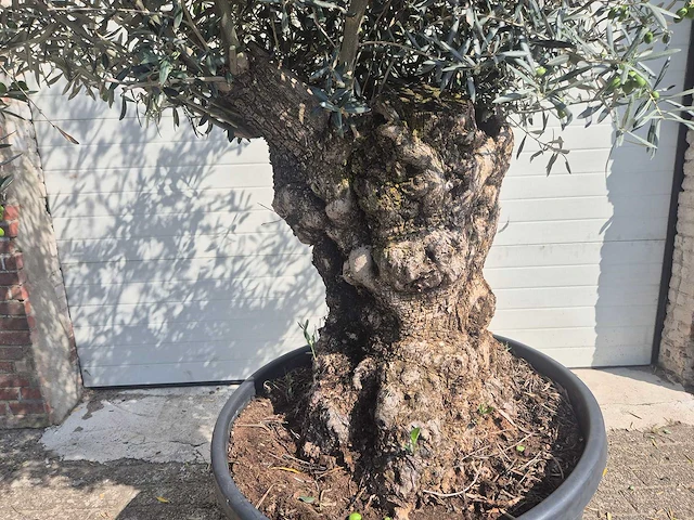 Olijfboom bonsai - olea europaea - 75 jaar oud - hoogte ca. 230 cm - afbeelding 2 van  6