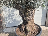 Olijfboom bonsai - olea europaea - 75 jaar oud - hoogte ca. 230 cm - afbeelding 2 van  6