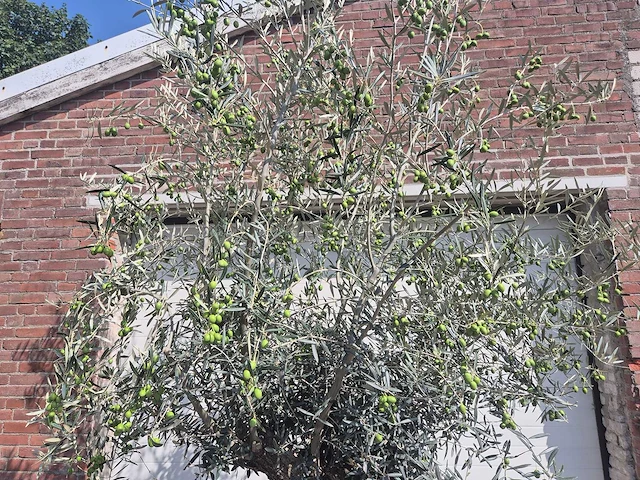 Olijfboom bonsai - olea europaea - 75 jaar oud - hoogte ca. 230 cm - afbeelding 3 van  6