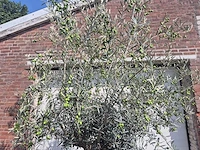 Olijfboom bonsai - olea europaea - 75 jaar oud - hoogte ca. 230 cm - afbeelding 3 van  6