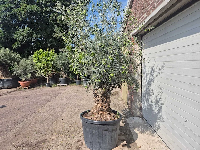 Olijfboom bonsai - olea europaea - 75 jaar oud - hoogte ca. 230 cm - afbeelding 4 van  6