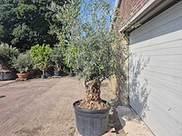 Olijfboom bonsai - olea europaea - 75 jaar oud - hoogte ca. 230 cm - afbeelding 4 van  6