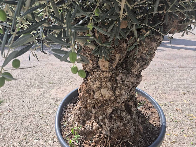 Olijfboom bonsai - olea europaea - 75 jaar oud - hoogte ca. 230 cm - afbeelding 5 van  6