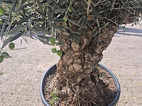 Olijfboom bonsai - olea europaea - 75 jaar oud - hoogte ca. 230 cm - afbeelding 5 van  6