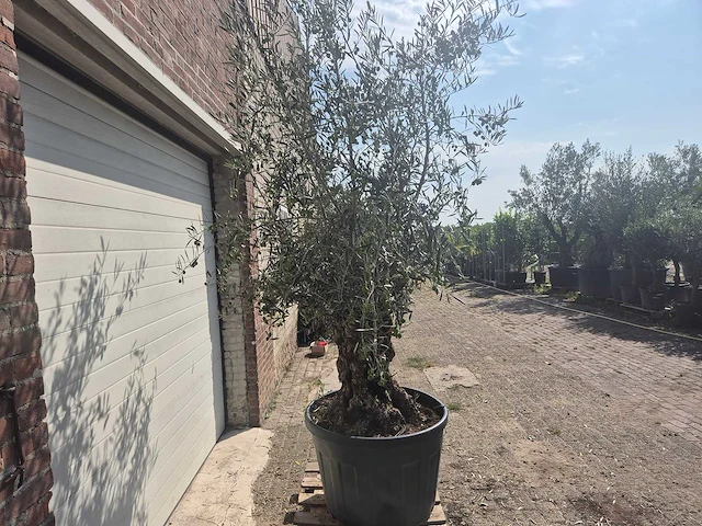 Olijfboom bonsai - olea europaea - 75 jaar oud - hoogte ca. 230 cm - afbeelding 6 van  6