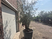 Olijfboom bonsai - olea europaea - 75 jaar oud - hoogte ca. 230 cm - afbeelding 6 van  6