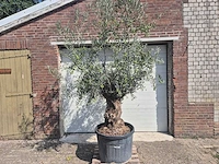 Olijfboom bonsai - olea europaea - 75 jaar oud - hoogte ca. 230 cm - afbeelding 1 van  5