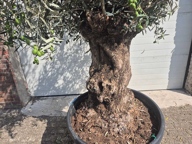 Olijfboom bonsai - olea europaea - 75 jaar oud - hoogte ca. 230 cm - afbeelding 2 van  5