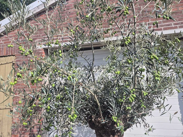 Olijfboom bonsai - olea europaea - 75 jaar oud - hoogte ca. 230 cm - afbeelding 3 van  5